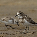 Double-banded Plover (Right) at Machans Beach<br />Canon EOS 7D + EF300 F2.8L III + EF1.4xII